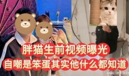 胖猫爆料视频下载,一窥娱乐圈幕后风云